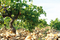 Domaine Maby